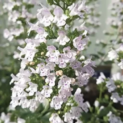 White Cloud Calamint - 5 Pack Of Quart Pots 13 White Cloud Calamint - 5 Pack Of Quart Pots -Garden Supplies Sales 2024 calamint white cloud 7 1