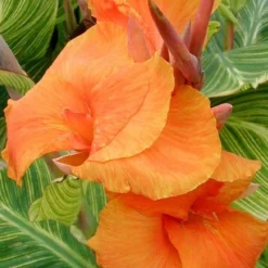 Bengal Tiger Canna Lily - 1 Gallon Pot -Garden Supplies Sales 2024 canna pretoria bengal tiger 1