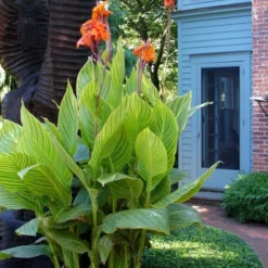 Bengal Tiger Canna Lily - 1 Gallon Pot -Garden Supplies Sales 2024 canna pretoria bengal tiger 2