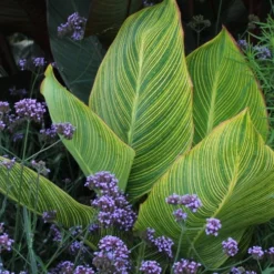 Bengal Tiger Canna Lily - 1 Gallon Pot -Garden Supplies Sales 2024 canna pretoria bengal tiger 3