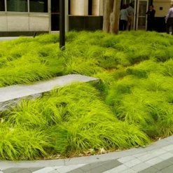 Evercolor Everillo Carex - 1 Gallon Pot 11 Evercolor Everillo Carex - 1 Gallon Pot -Garden Supplies Sales 2024 carex everillo 20 1