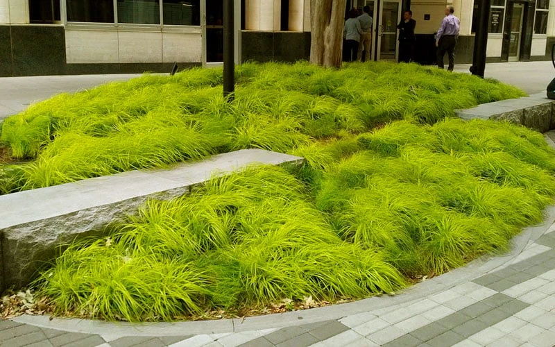 Evercolor Everillo Carex - 1 Gallon Pot 4 Evercolor Everillo Carex - 1 Gallon Pot - Image 4