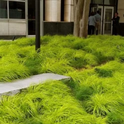 Evercolor Everillo Carex - 1 Gallon Pot 13 Evercolor Everillo Carex - 1 Gallon Pot -Garden Supplies Sales 2024 carex everillo 21