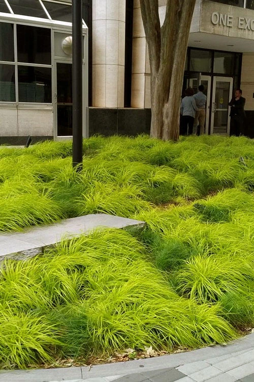 Evercolor Everillo Carex - 1 Gallon Pot 6 Evercolor Everillo Carex - 1 Gallon Pot - Image 6