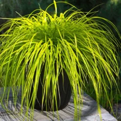 Evercolor Everillo Carex - 6 Pack Of 1 Gallon Pots