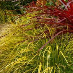 Evercolor 'Everillo' Carex - 5 Pack Of Quart Pots -Garden Supplies Sales 2024 carex everillo 23 2