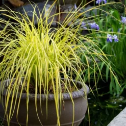 Evercolor Everillo Carex - 6 Pack Of 1 Gallon Pots -Garden Supplies Sales 2024 carex everillo 24