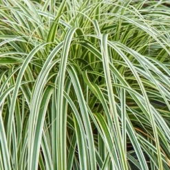 Feather Falls Sedge (Carex Oshimensis) - 5 Pack Of Quart Pots -Garden Supplies Sales 2024 carex oshimensis fetaher falls sedge grass 1