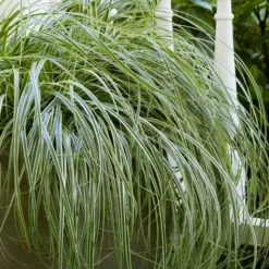 Feather Falls Sedge (Carex Oshimensis) - 5 Pack Of Quart Pots
