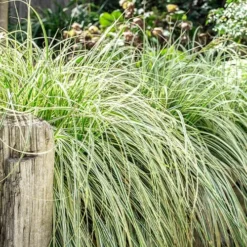 Feather Falls Sedge (Carex Oshimensis) - 5 Pack Of Quart Pots -Garden Supplies Sales 2024 carex oshimensis fetaher falls sedge grass 5