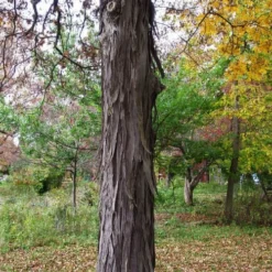 Shagbark Hickory Tree (Carya Ovata) - 3 Gallon Pot -Garden Supplies Sales 2024 carya ovata shagbark hickory tree 1