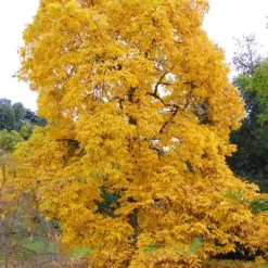Shagbark Hickory Tree (Carya Ovata) - 3 Gallon Pot -Garden Supplies Sales 2024 carya ovata shagbark hickory tree 3