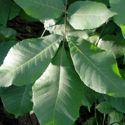 Shagbark Hickory Tree (Carya Ovata) - 3 Gallon Pot -Garden Supplies Sales 2024 carya ovata shagbark hickory tree leaves 3