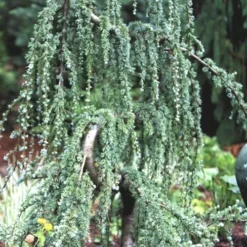 Serpentine Weeping Blue Atlas Cedar - 5 Gallon Pot 11 Serpentine Weeping Blue Atlas Cedar - 5 Gallon Pot -Garden Supplies Sales 2024 ceadr blue atlas serpentine 1