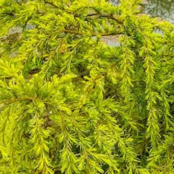 Gold Cascade Deodar Cedar (Single Trunk Topiary Tree)- 7 Gallon Pot -Garden Supplies Sales 2024 cedrus deodara gold cascade single trunk tree form topiary 3