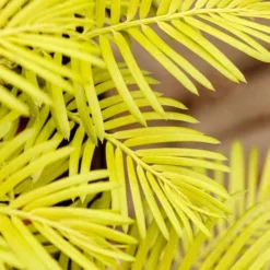 Golden Dragon Plum Yew (Cephalotaxus Harringtonia) - 7 Gallon Pot -Garden Supplies Sales 2024 cephalotaxus harringtonia golden dragon japanese yew 22 2