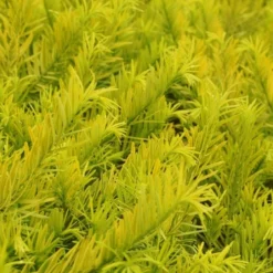 Golden Dragon Plum Yew (Cephalotaxus Harringtonia) - 7 Gallon Pot -Garden Supplies Sales 2024 cephalotaxus harringtonia golden dragon japanese yew 24 4