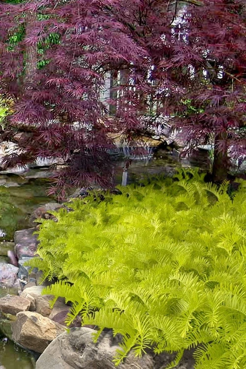 Golden Dragon Plum Yew (Cephalotaxus Harringtonia) - 1 Gallon Pot 1 Golden Dragon Plum Yew (Cephalotaxus Harringtonia) - 1 Gallon Pot