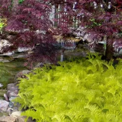 Golden Dragon Plum Yew (Cephalotaxus Harringtonia) - 7 Gallon Pot