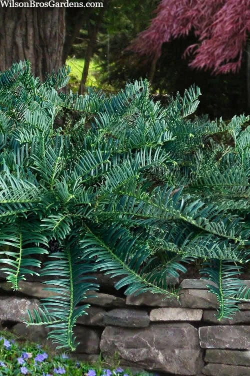 Creeping Japanese Plum Yew (Cephalotaxus Harringtonia 'Prostrata') - 6 Pack Of 1 Gallon Pots 1 Creeping Japanese Plum Yew (Cephalotaxus Harringtonia 'Prostrata') - 6 Pack Of 1 Gallon Pots