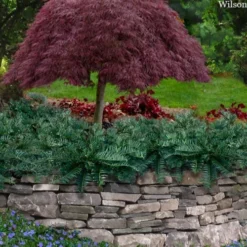 Creeping Japanese Plum Yew (Cephalotaxus Harringtonia 'Prostrata') - 7 Gallon Pot -Garden Supplies Sales 2024 cephalotaxus harringtonia prostrata creeping japanese yew 33 5