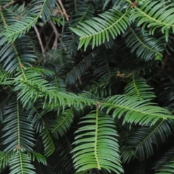 Japanese Plum Yew Tree (Cephalotaxus Harringtonia) - 3 Gallon Pot -Garden Supplies Sales 2024 cephalotaxus harringtonia tree 2