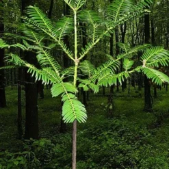 Japanese Plum Yew Tree (Cephalotaxus Harringtonia) - 3 Gallon Pot -Garden Supplies Sales 2024 cephalotaxus harringtonia tree 6