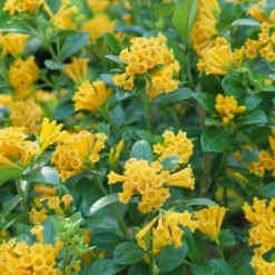 Juiced Orange Jessamine (Cestrum Corymbosum) - 3 Pack Of Quart Pots -Garden Supplies Sales 2024 cestrum juiced orange jessamine 1 1