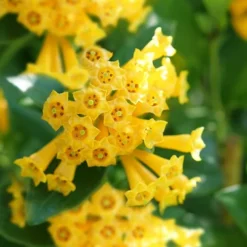 Juiced Orange Jessamine (Cestrum Corymbosum) - 3 Pack Of Quart Pots