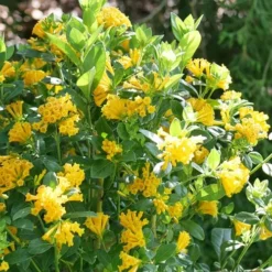 Juiced Orange Jessamine (Cestrum Corymbosum) - 3 Pack Of Quart Pots -Garden Supplies Sales 2024 cestrum juiced orange jessamine 3 1