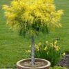 Dwarf Golden Threadleaf Cypress (Single Trunk Topiary Tree) - 6 Gallon Pot