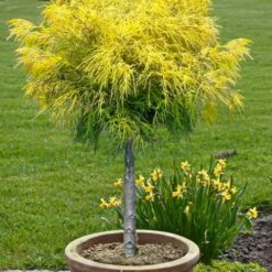 Dwarf Golden Threadleaf Cypress (Single Trunk Topiary Tree) - 6 Gallon Pot