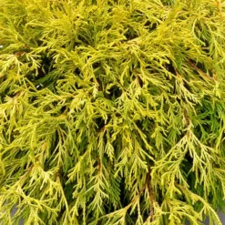 Gold Mop Threadleaf Cypress Tree (Standard Topiary) - 5 Gallon Pot -Garden Supplies Sales 2024 chamaecyparis pisifera gold mop single trunk topiary tree 2