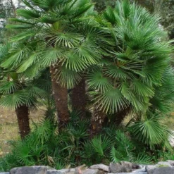 European Fan Palm - 7 Gallon Pot -Garden Supplies Sales 2024 chamaerops humilis european fan palm 102
