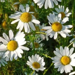 Roman Chamomile Plant - 6 Pack Of Pint Pots -Garden Supplies Sales 2024 chamomile roman 500x750 1