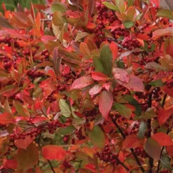 Brilliantissima Aronia (Red Chokeberry) - 3 Gallon Pot -Garden Supplies Sales 2024 chokeberry brilliantissima aronia 500x750 1