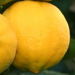 Meyer Lemon Tree (Citrus X Meyeri) - 5 Gallon Pot -Garden Supplies Sales 2024 citrus meyeri meyer lemon tree 4