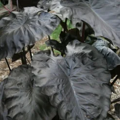 Royal Hawaiian Black Coral Elephant Ear (Colocasia) - 1 Gallon Pot -Garden Supplies Sales 2024 colocasia esculenta black coral elephant ear 4
