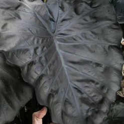 Royal Hawaiian Black Coral Elephant Ear (Colocasia) - 1 Gallon Pot