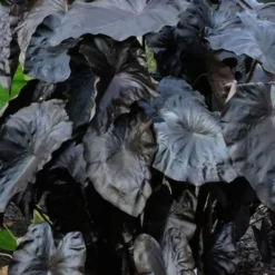 Royal Hawaiian Black Coral Elephant Ear (Colocasia) - 1 Gallon Pot -Garden Supplies Sales 2024 colocasia esculenta black coral elephant ear 6