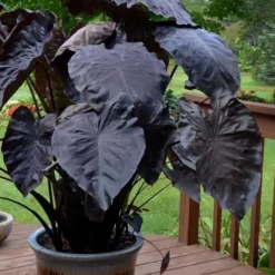 Royal Hawaiian Black Coral Elephant Ear (Colocasia) - 1 Gallon Pot -Garden Supplies Sales 2024 colocasia esculenta black coral elephant ear 7