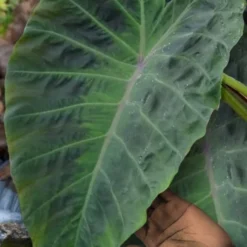 Maximus Gigante Hardy Elephant Ear (Colocasia) - 5 Gallon Pot -Garden Supplies Sales 2024 colocasia maximus gigante elephant ears 3