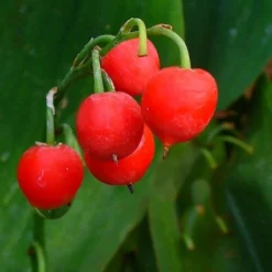 Bordeaux Lily Of The Valley (Convallaria) - 1 Gallon Pot 9 Bordeaux Lily Of The Valley (Convallaria) - 1 Gallon Pot -Garden Supplies Sales 2024 convallaria majalis bordeaux lily of the valley 2