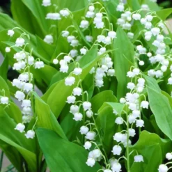 Bordeaux Lily Of The Valley (Convallaria) - 1 Gallon Pot 8 Bordeaux Lily Of The Valley (Convallaria) - 1 Gallon Pot -Garden Supplies Sales 2024 convallaria majalis bordeaux lily of the valley 3