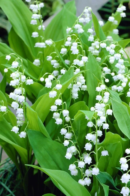 Bordeaux Lily Of The Valley (Convallaria) - 1 Gallon Pot 4 Bordeaux Lily Of The Valley (Convallaria) - 1 Gallon Pot - Image 4