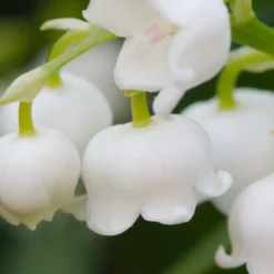 Lily Of The Valley (Convallaria Majalis) - 5 Pack Quart Pots -Garden Supplies Sales 2024 convallaria majalis lily of the valley 12
