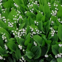 Lily Of The Valley (Convallaria Majalis) - 5 Pack Quart Pots -Garden Supplies Sales 2024 convallaria majalis lily of the valley 14