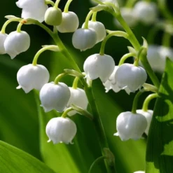 Lily Of The Valley (Convallaria Majalis) - 5 Pack Quart Pots -Garden Supplies Sales 2024 convallaria majalis lily of the valley 15