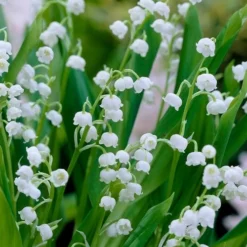 Lily Of The Valley (Convallaria Majalis) - 5 Pack Quart Pots