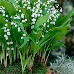 Lily Of The Valley (Convallaria Majalis) - 5 Pack Quart Pots -Garden Supplies Sales 2024 convallaria majalis lily of the valley 23